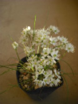画像1: 甑島白花イトラッキョウ