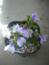 サギ苔「淡紫色花」