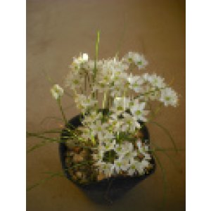 画像: 甑島白花イトラッキョウ