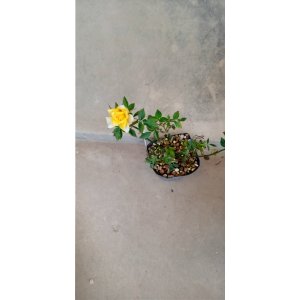 画像: 姫バラ「黄金姫」